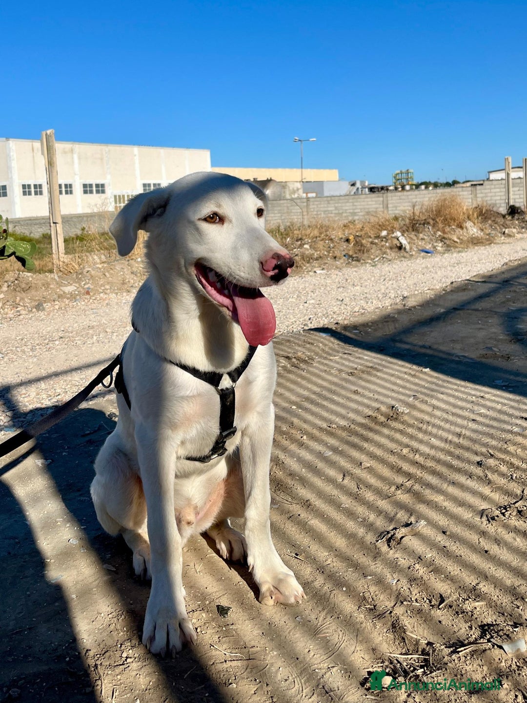 Altre razze cani in regalo: CHUCK – Cucciolo buono e socievole - Annuncio 7