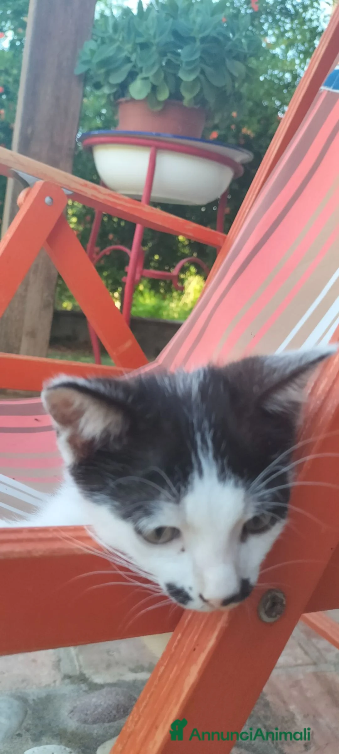 Meticcio gatti in regalo: simpatici gattini  - Annuncio 2