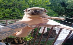 Bulldog Francese cani in vendita: cuccioli bulldog francese a Provincia di Avellino - Immagine 7