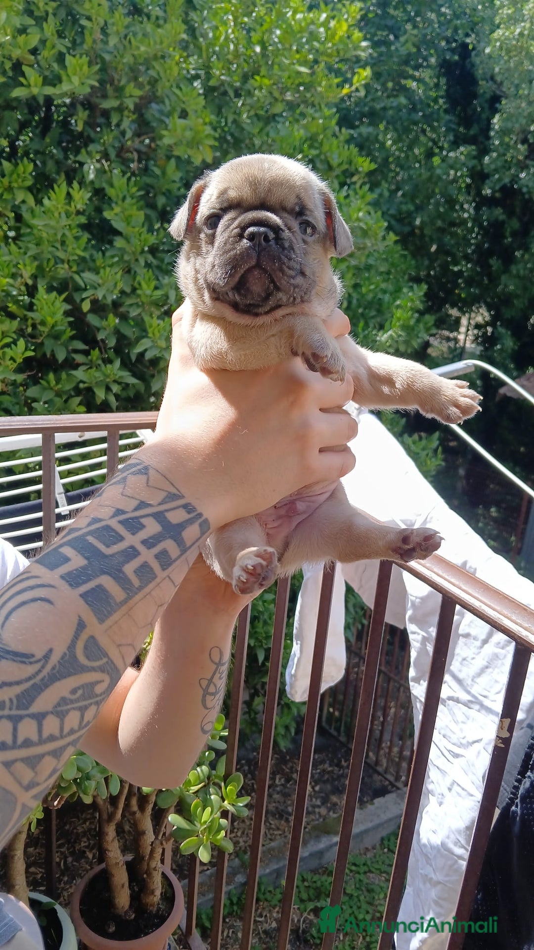 Bulldog Francese cani in vendita: cuccioli bulldog francese a Provincia di Avellino - Immagine 7
