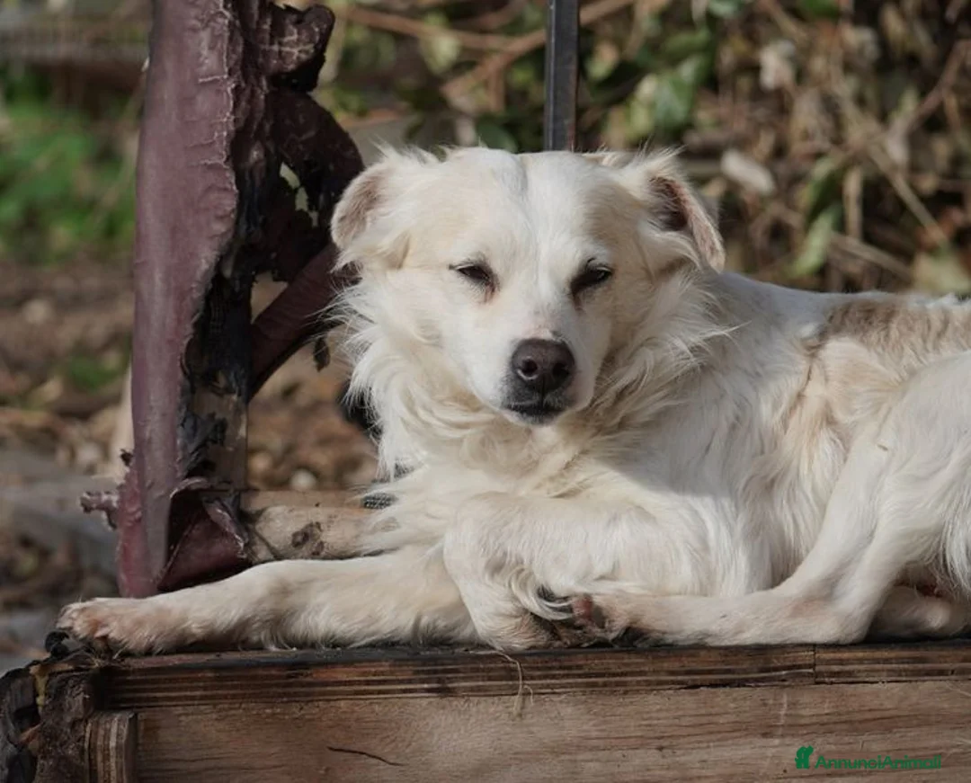 Volpino Italiano cani in regalo: Simba, il volpino - Annuncio 4