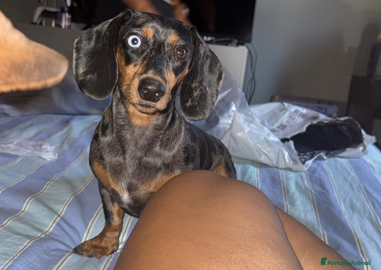 Bassotto Nano cani cucciola di bassotto marrone fulvo arlecchina - Annuncio 8