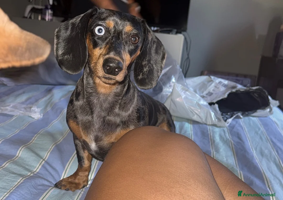 Bassotto Nano cani in vendita: cucciola di bassotto marrone fulvo arlecchina - Annuncio 1