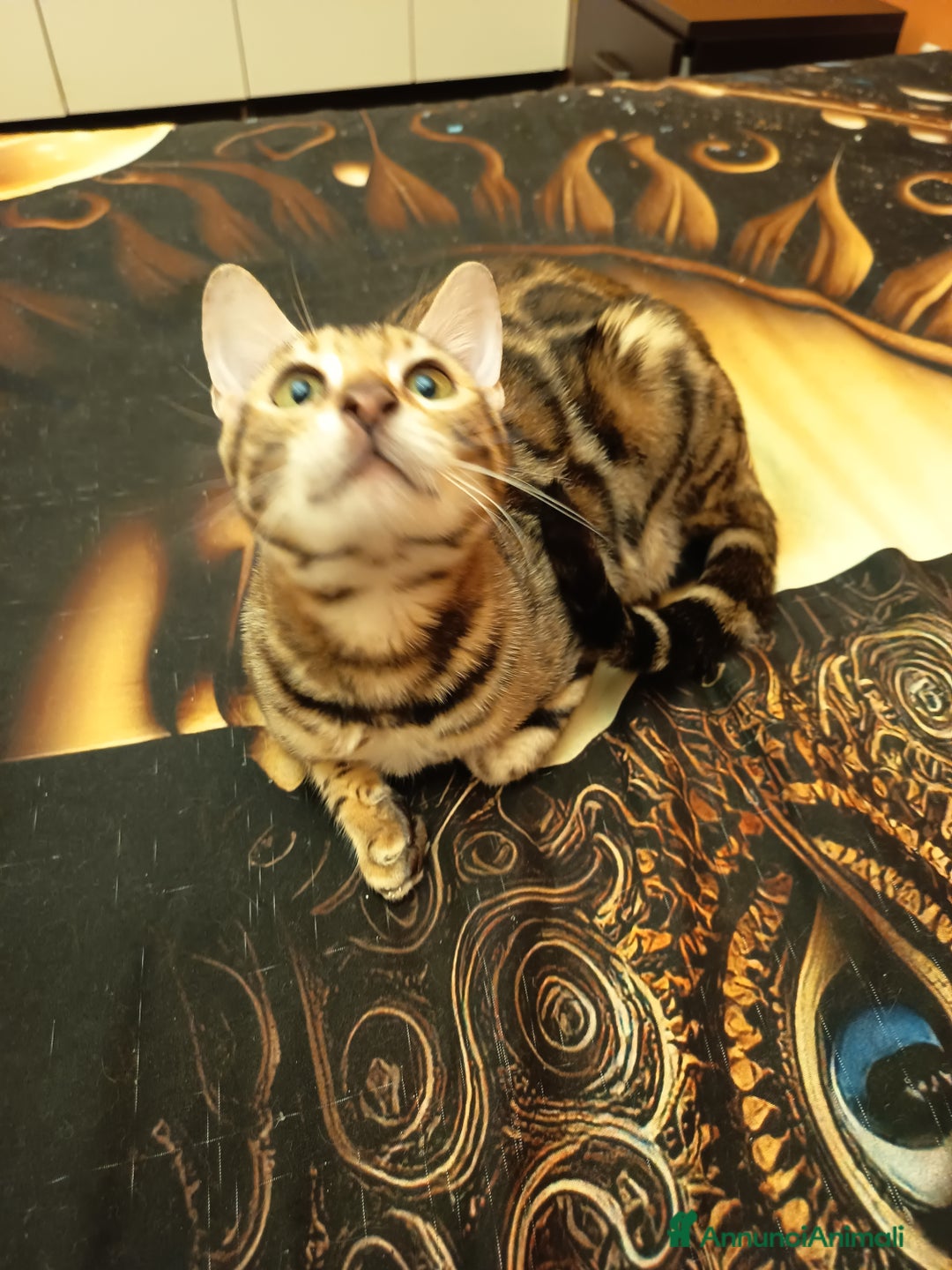 Bengala gatti in vendita: Bellissima feminuccia Bengala  - Annuncio 2