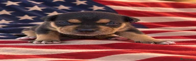 Pitbull 1