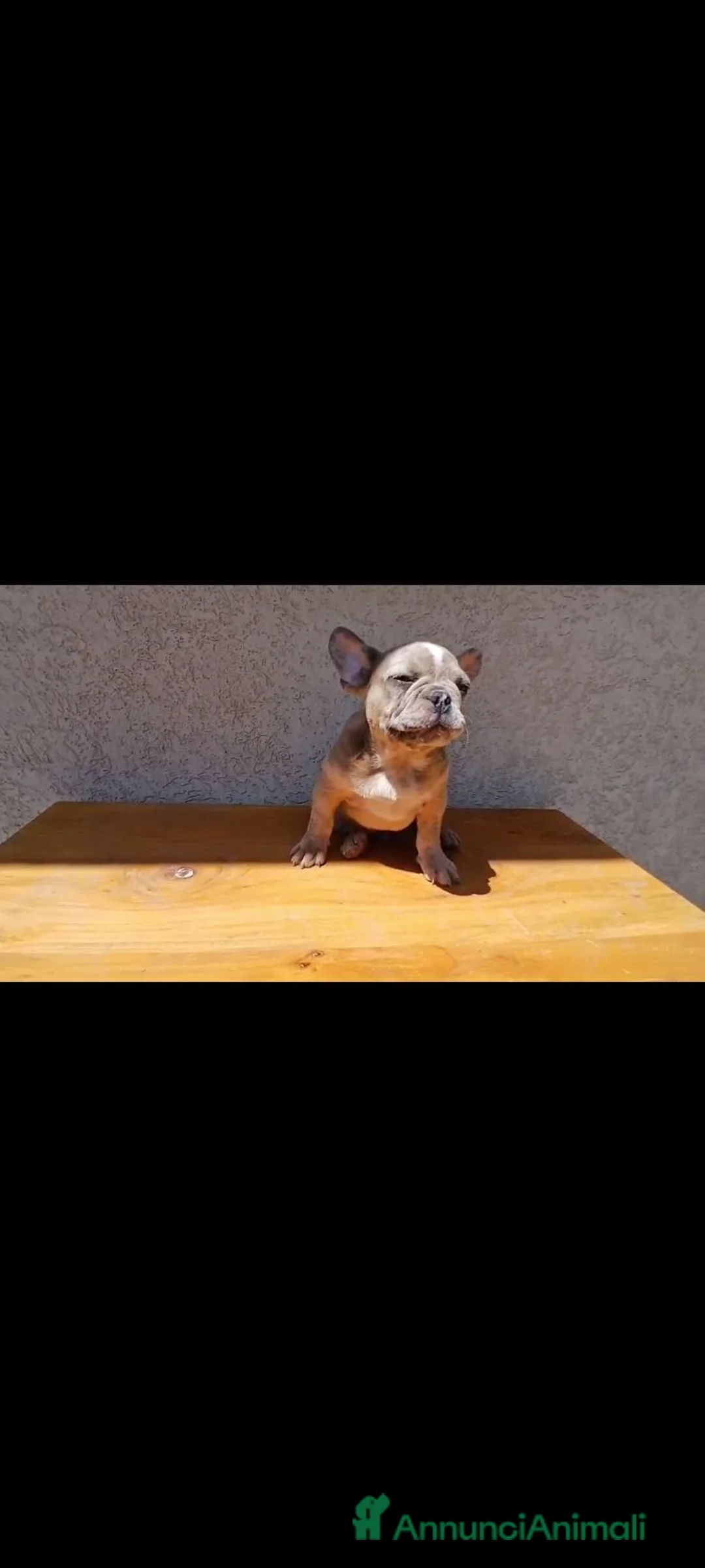Bulldog Francese cani in vendita: Bulldog francese lillac merle - Annuncio 2
