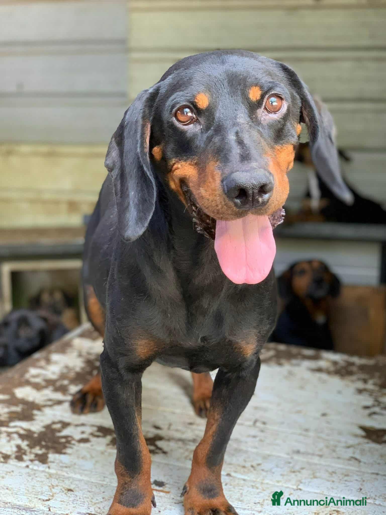 Segugio cani RORY, segugiotta TENERISSIMA in rifugio! - Annuncio 1