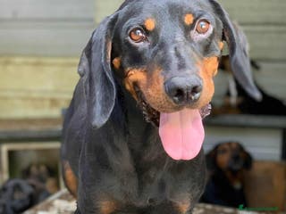 Segugio cani RORY, segugiotta TENERISSIMA in rifugio! - Annuncio 1