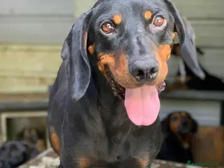 Segugio cani RORY, segugiotta TENERISSIMA in rifugio! - Annuncio 1