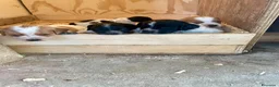 Breton cani in vendita: Breton  - Annuncio 3