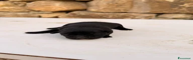 Cucciola nera – Femmina (simil Labrador)