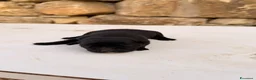 Meticcio cani in vendita: Cuccioli simil Labrador - Disponibili tra 1 mese - Annuncio 13