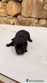 Cucciola nera – Femmina (simil Labrador)