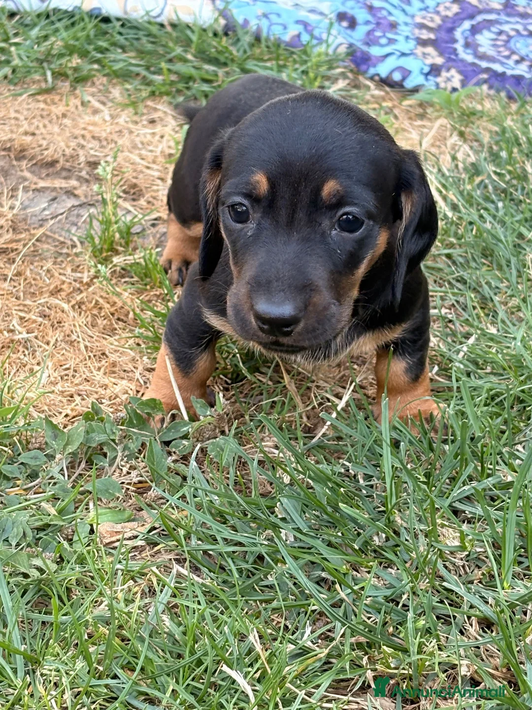 Bassotto cani in vendita: Bassotto - Annuncio 2