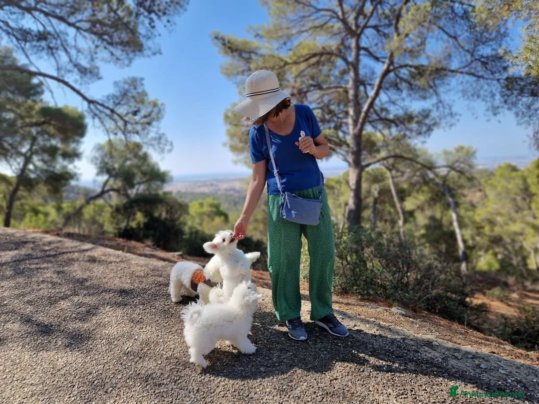 Bichon cani in vendita: Bichon Frise a Provincia del Sud Sardegna - Annuncio 6