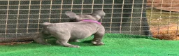 Bulldog Francese cani in vendita: Bulldog francese  - Annuncio 23
