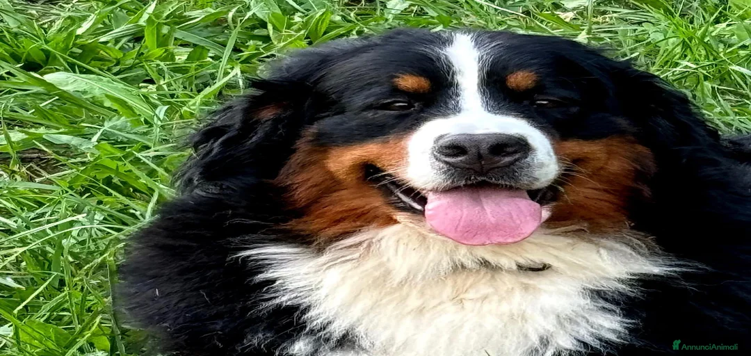 Immagine della galleria {{count}}