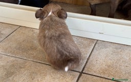 Chihuahua cani in vendita: Cuccioli di chihuahua  a Città metropolitana di Milano - Immagine 18