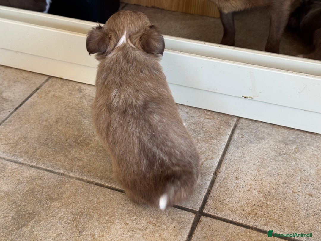 Chihuahua cani in vendita: Cuccioli di chihuahua  a Città metropolitana di Milano - Immagine 18