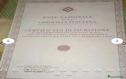 Pastore Tedesco cani in regalo:  proprietario regala splendidi cuccioli  - Annuncio 2