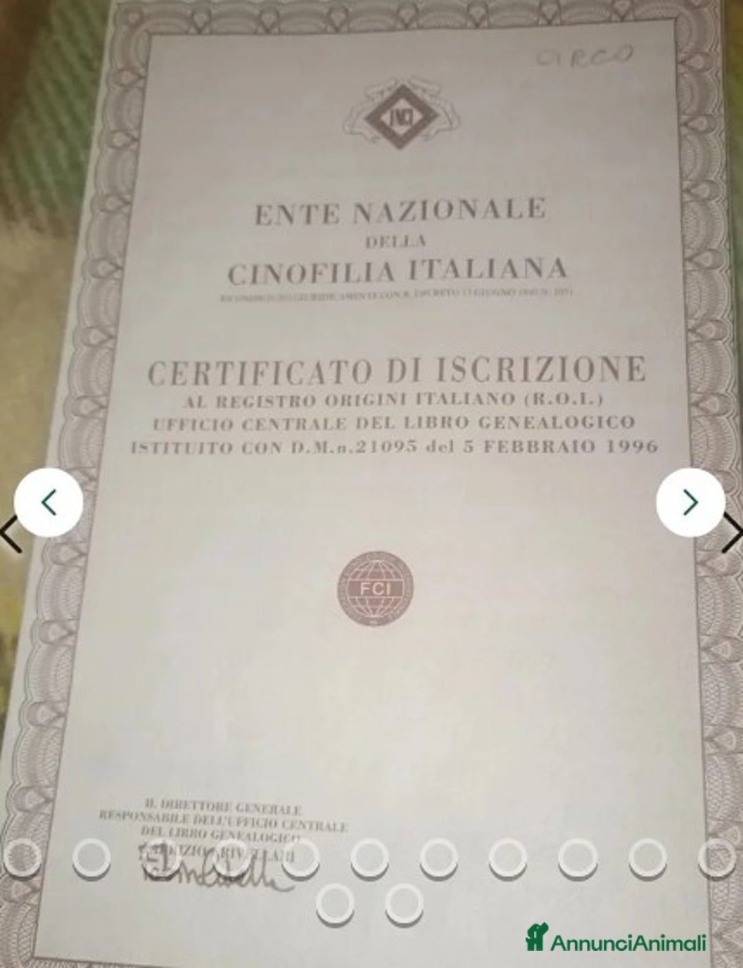 Pastore Tedesco cani in regalo:  proprietario regala splendidi cuccioli  - Annuncio 2