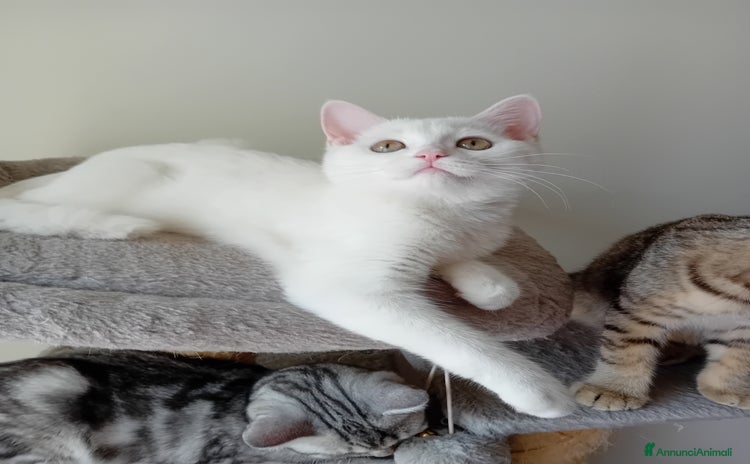 Scottish gatti a Provincia di Piacenza - Annuncio 1
