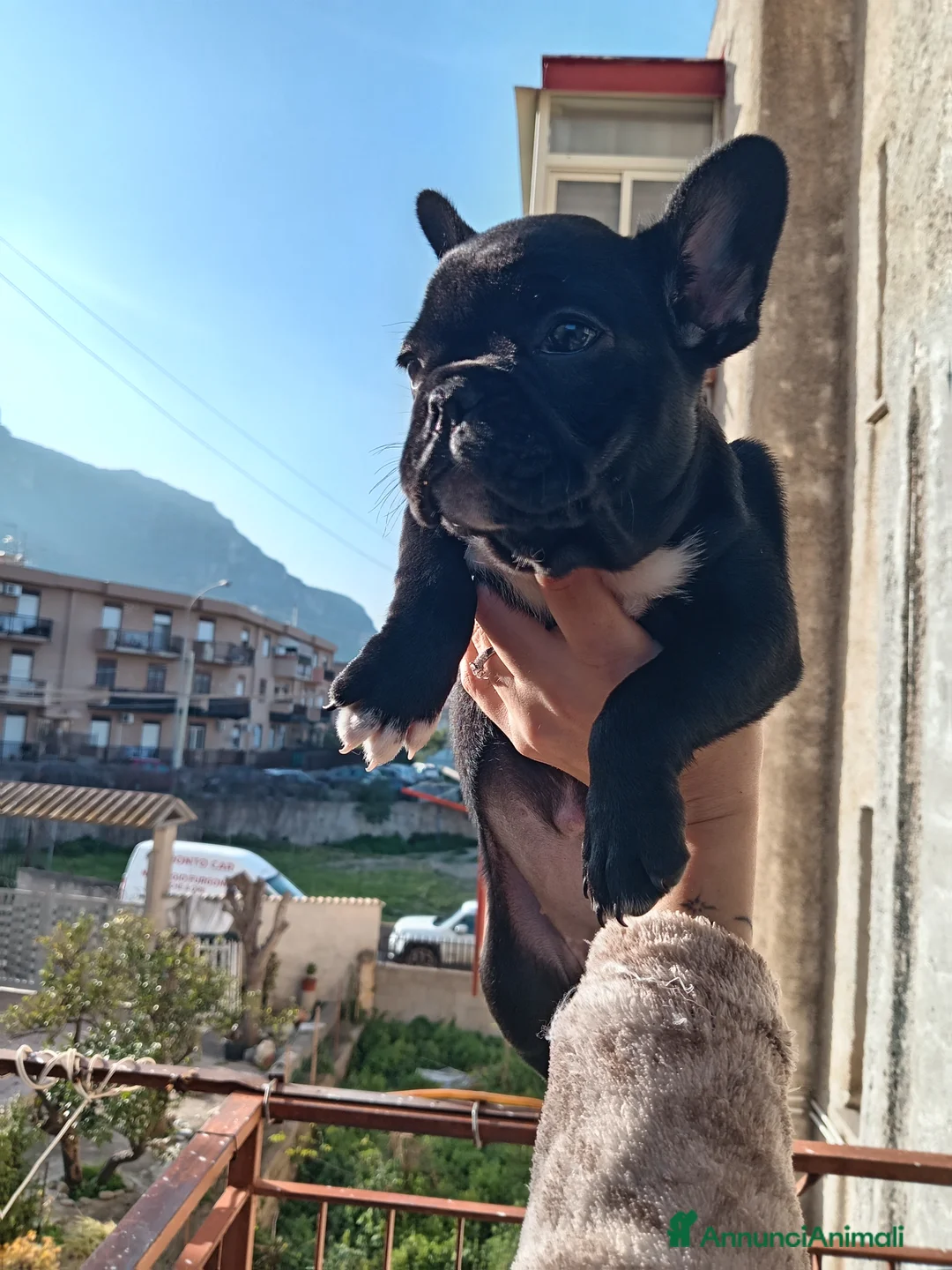Bulldog Francese cani in vendita: Cuccioli bulldog francese  a Città metropolitana di Palermo - Annuncio 6