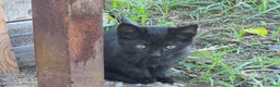 Meticcio gatti in regalo: Cuccioli Gattini a Provincia di Catanzaro - Annuncio 5