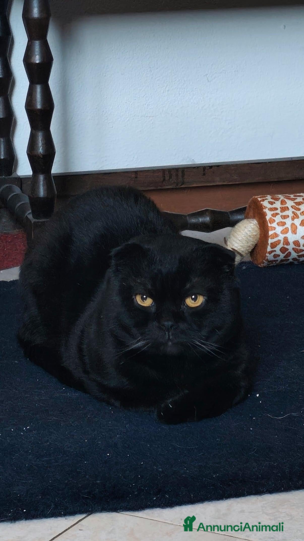 Scottish gatti 🐾 Scottish Fold cerca fidanzata 🐾 - Annuncio 1