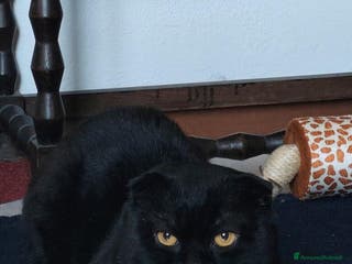 Scottish gatti 🐾 Scottish Fold cerca fidanzata 🐾 - Annuncio 1