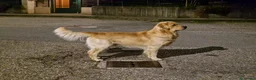 Golden Retriever cani per accoppiamento: PEDRO cerca fidanzata! a Città Metropolitana di Torino - Annuncio 3