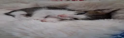 Meticcio gatti in regalo: Tre simpatiche canaglie ❤️ - Annuncio 14
