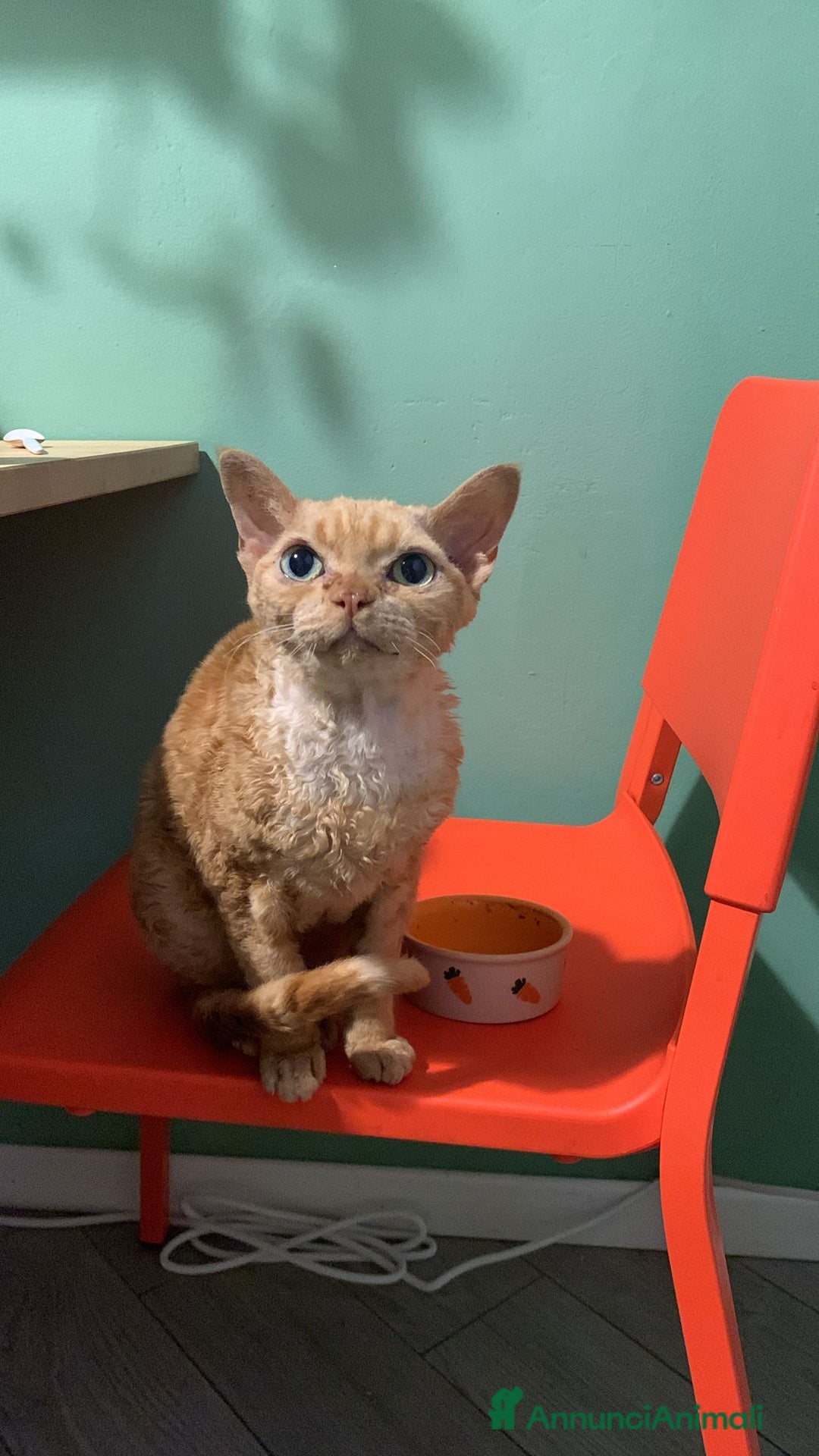 Devon Rex gatti in regalo: Regalo Devon Rex  - Annuncio 3