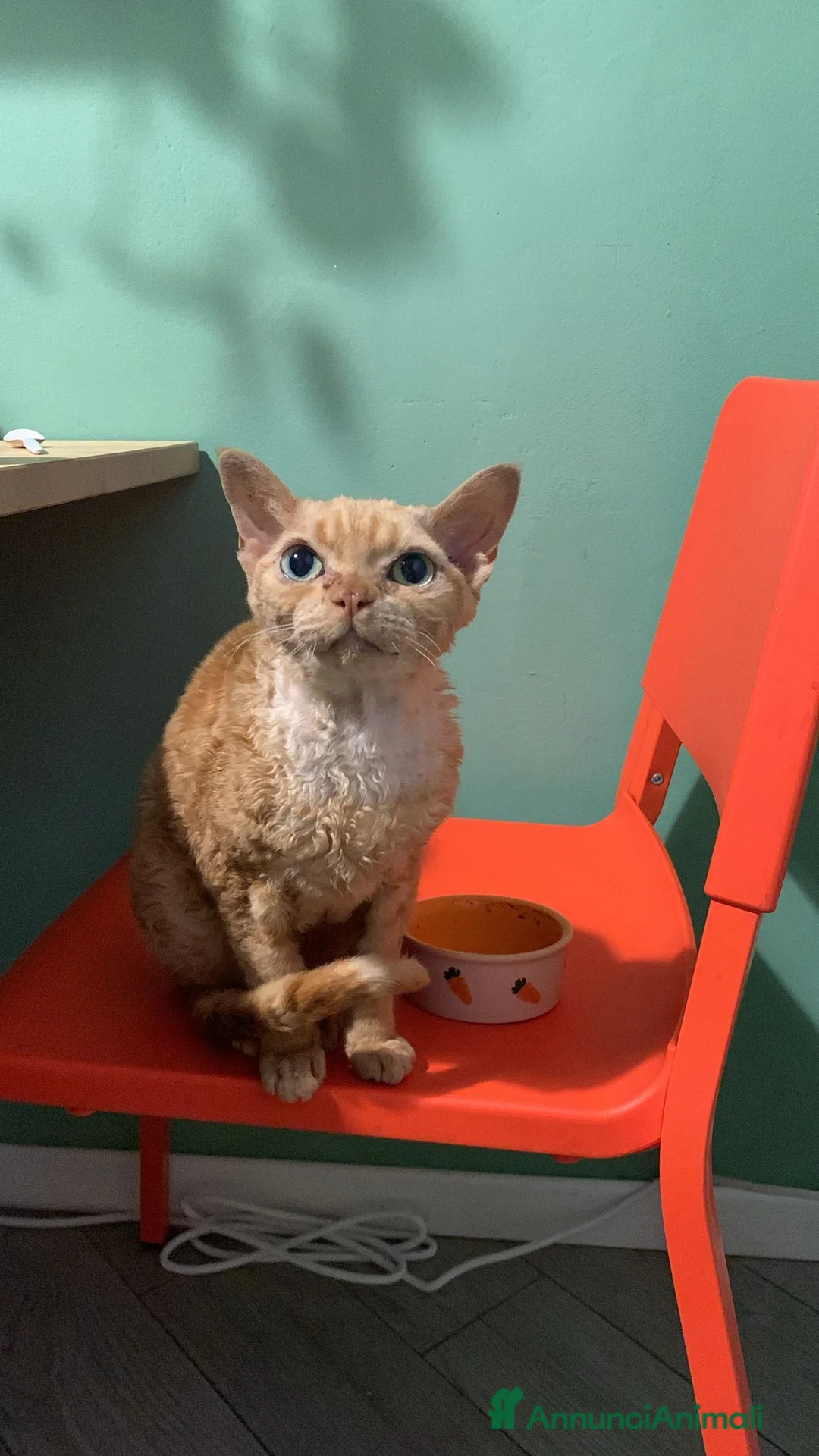 Devon Rex gatti in regalo: Regalo Devon Rex  - Annuncio 3