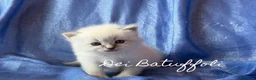 Siberiano gatti in vendita: Cuccioli Gatto Siberiano AFSI WCF, Alta genealogia - Annuncio 22