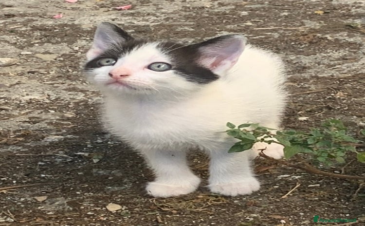 Altre razze gatti a Provincia di Perugia - Annuncio 3