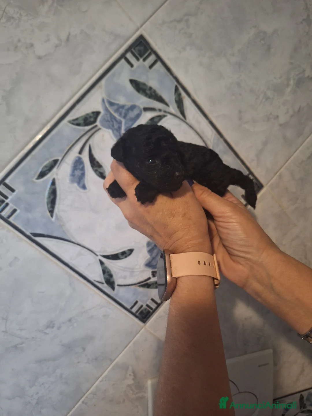 Barboncino Toy cani in vendita: Barboncino toy femmina  a Provincia di Pisa - Annuncio 2
