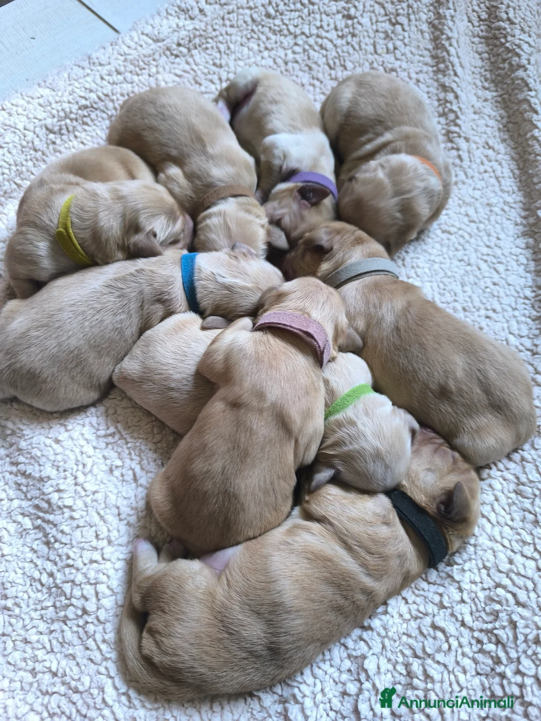 Golden Retriever cani in vendita: Cuccioli di Golden retriever con pedigree ENCI  a Provincia di Verona - Annuncio 4