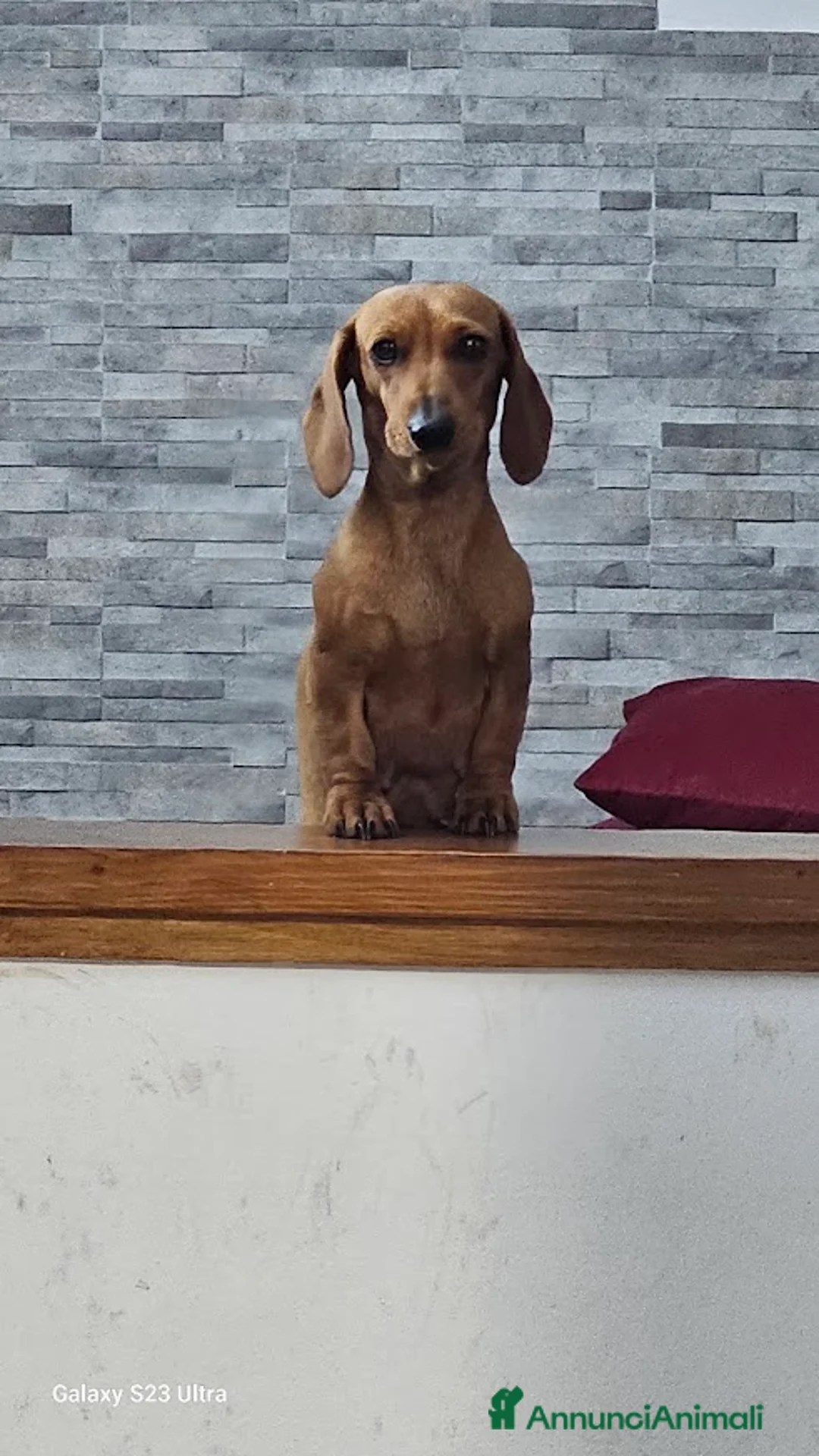 Bassotto cani in vendita: femmina bassotto nano pelo corto a Provincia di Treviso - Annuncio 1