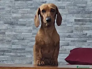 Bassotto cani femmina bassotto nano pelo corto - Annuncio 1