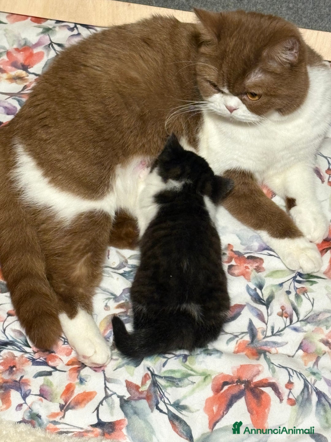 British gatti in vendita: British Shorthair bicolor black - Annuncio 1