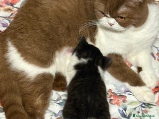 British gatti British Shorthair bicolor black - Annuncio 22