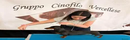Bassotto cani in vendita: bassotto tedesco cucciolo a Città metropolitana di Milano - Annuncio 5