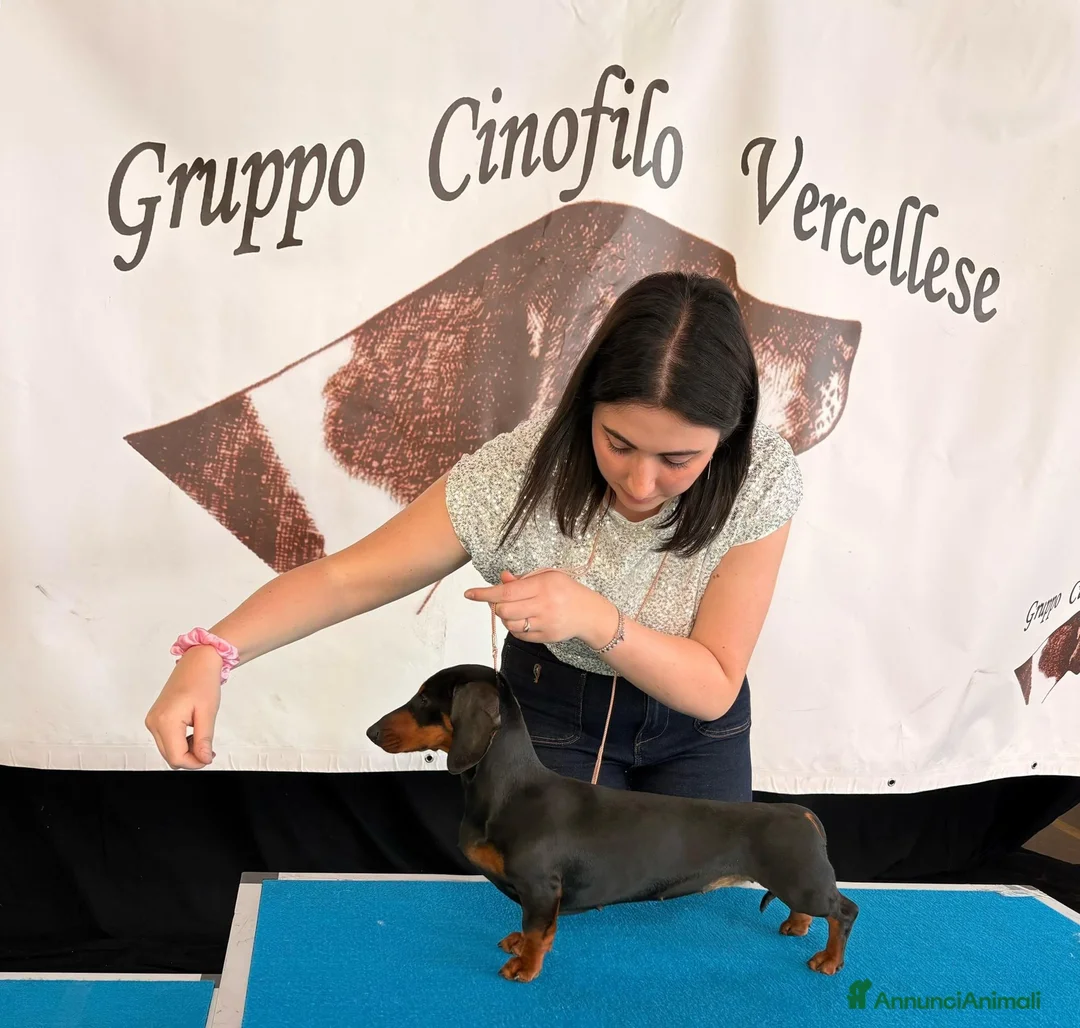 Bassotto cani in vendita: bassotto tedesco cucciolo a Città metropolitana di Milano - Annuncio 5