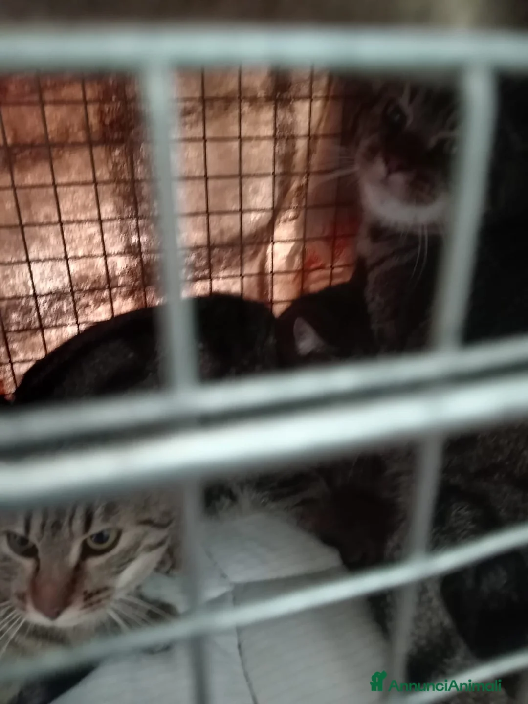 Europeo gatti in regalo: gatte 7 mesi❤️ adozione del cuore - Annuncio 3