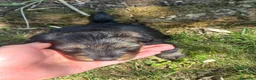 Meticcio cani in regalo: Regalo cuccioli meticci di taglia medio piccola a Provincia di Padova - Annuncio 2