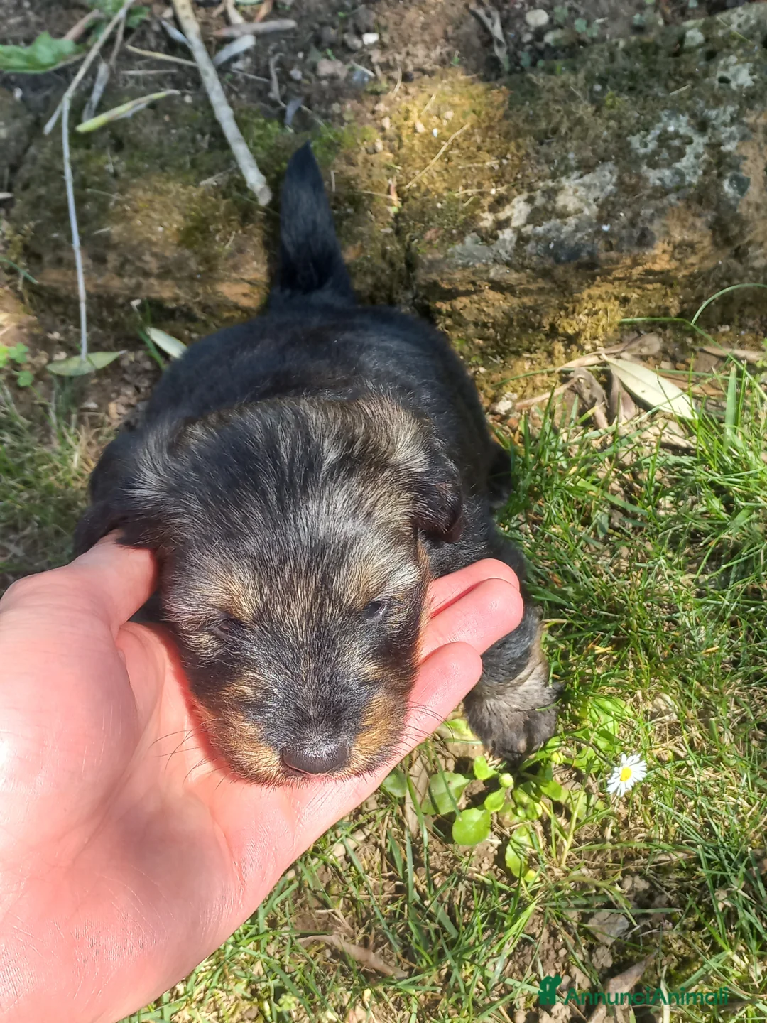 Meticcio cani in regalo: Regalo cuccioli meticci di taglia medio piccola a Provincia di Padova - Annuncio 2