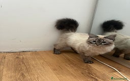 Siberiano gatti in vendita: gatto siberiano ipoallergenico  a Provincia di Arezzo - Immagine 4