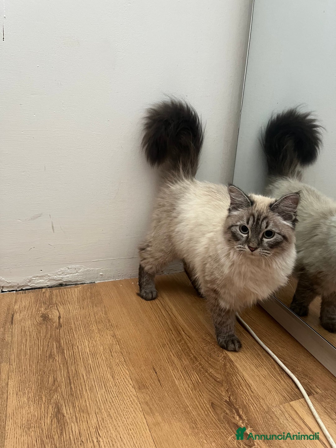 Siberiano gatti in vendita: gatto siberiano ipoallergenico  a Provincia di Arezzo - Immagine 4