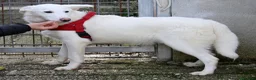 Meticcio cani in regalo: Erik in adozione - Annuncio 3